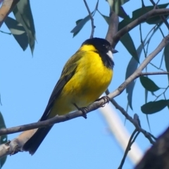 Pachycephala pectoralis (Golden Whistler) at Wodonga - 29 Aug 2020 by LizetteSalmon