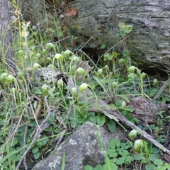 Pterostylis nutans (Nodding Greenhood) at West Wodonga, VIC - 29 Aug 2020 by LizetteSalmon