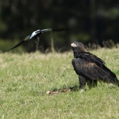Aquila audax (Wedge-tailed Eagle) at Wapengo, NSW - 24 Aug 2020 by Leo