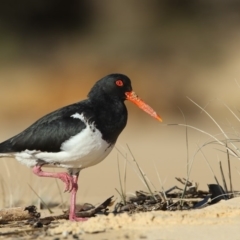 Haematopus longirostris (Australian Pied Oystercatcher) at Tanja Lagoon - 25 Aug 2020 by Leo