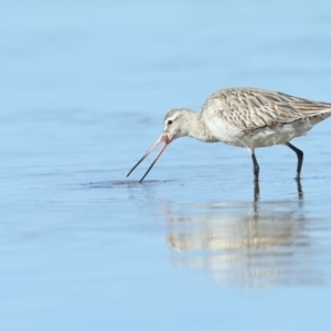 Limosa lapponica at Merimbula, NSW - 29 Aug 2020 09:47 AM