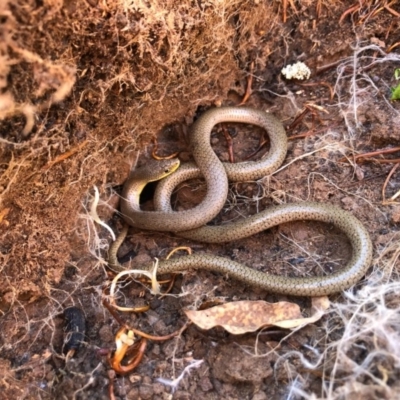 Delma inornata (Olive Legless-lizard) at Holt, ACT - 29 Aug 2020 by JasonC