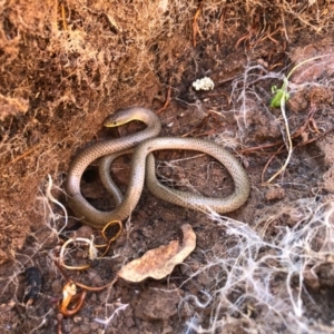 Delma inornata at Holt, ACT - 29 Aug 2020