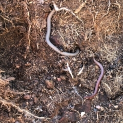 Aprasia parapulchella (Pink-tailed Worm-lizard) at Holt, ACT - 28 Aug 2020 by JasonC