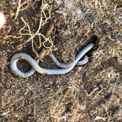 Aprasia parapulchella (Pink-tailed Worm-lizard) at Holt, ACT - 29 Aug 2020 by JasonC