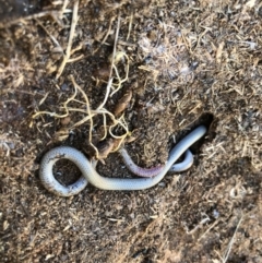 Aprasia parapulchella at Holt, ACT - suppressed