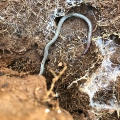 Aprasia parapulchella (Pink-tailed Worm-lizard) at Ginninderry Conservation Corridor - 28 Aug 2020 by JasonC