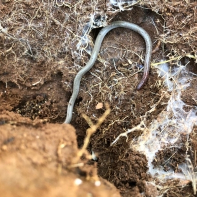 Aprasia parapulchella (Pink-tailed Worm-lizard) at Holt, ACT - 29 Aug 2020 by JasonC