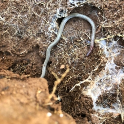Aprasia parapulchella (Pink-tailed Worm-lizard) at Ginninderry Conservation Corridor - 28 Aug 2020 by JasonC