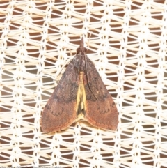 Uresiphita ornithopteralis (Tree Lucerne Moth) at Macgregor, ACT - 29 Aug 2020 by Roger