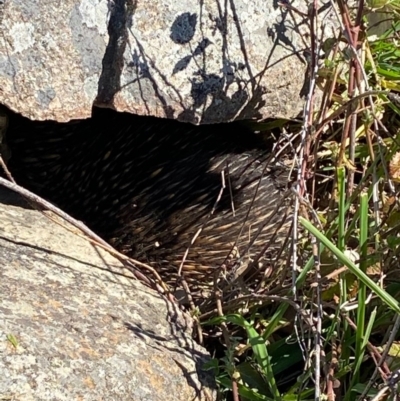 Tachyglossus aculeatus (Short-beaked Echidna) at Tuggeranong DC, ACT - 29 Aug 2020 by jksmits