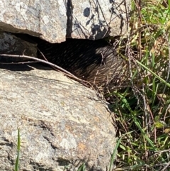 Tachyglossus aculeatus at Tuggeranong DC, ACT - 29 Aug 2020 12:32 AM