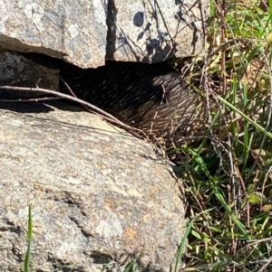 Tachyglossus aculeatus at Tuggeranong DC, ACT - 29 Aug 2020