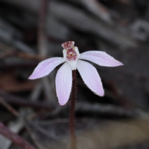 Caladenia fuscata at Downer, ACT - suppressed