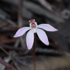 Caladenia fuscata (Dusky Fingers) at Downer, ACT - 28 Aug 2020 by ConBoekel