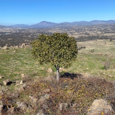 Brachychiton populneus subsp. populneus (Kurrajong) at Urambi Hills - 28 Aug 2020 by jksmits