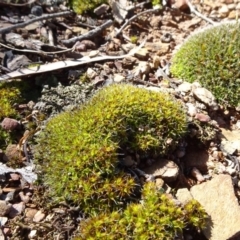 Tortula at Carwoola, NSW - 26 Aug 2020