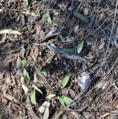Ophioglossum lusitanicum (Adder's Tongue) at Burra, NSW - 29 Aug 2020 by Safarigirl