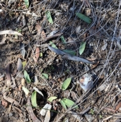 Ophioglossum lusitanicum subsp. coriaceum (Austral Adder's Tongue) at Burra, NSW - 28 Aug 2020 by Safarigirl