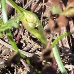 Wurmbea dioica subsp. dioica (Early Nancy) at Burra, NSW - 28 Aug 2020 by Safarigirl