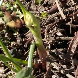 Wurmbea dioica subsp. dioica at Burra, NSW - 29 Aug 2020