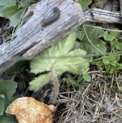 Hydrocotyle laxiflora (Stinking Pennywort) at Hughes, ACT - 29 Aug 2020 by KL