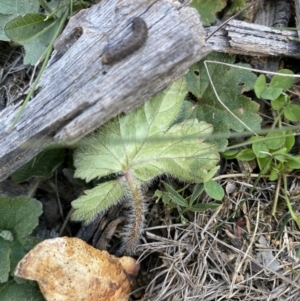 Hydrocotyle laxiflora at Hughes, ACT - 29 Aug 2020