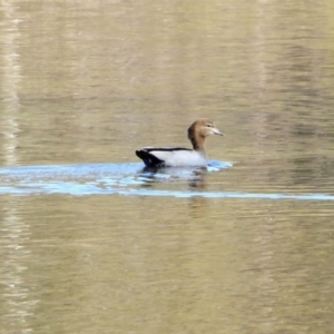 Chenonetta jubata at Yass River, NSW - 29 Aug 2020 12:35 PM