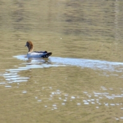 Chenonetta jubata at Yass River, NSW - 29 Aug 2020 12:35 PM