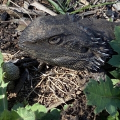 Pogona barbata (Eastern Bearded Dragon) at Hughes, ACT - 29 Aug 2020 by KL