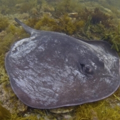 Bathytoshia brevicaudata at North Narooma, NSW - 19 Sep 2018 by Robertgardiner