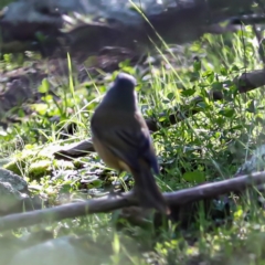 Pachycephala olivacea (Olive Whistler) at Stony Creek - 24 Aug 2020 by JohnHurrell