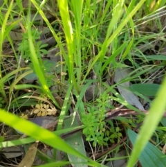 Galium aparine (Goosegrass, Cleavers) at Albury - 27 Aug 2020 by erika