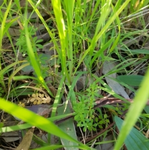 Galium aparine at East Albury, NSW - 28 Aug 2020