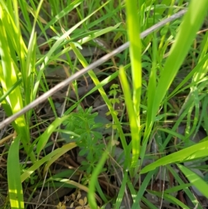 Galium aparine at East Albury, NSW - 28 Aug 2020