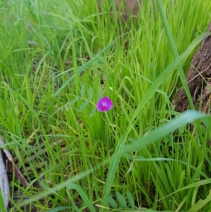 Vicia sativa at Albury - 28 Aug 2020