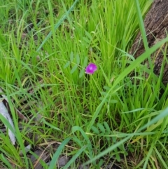 Vicia sativa at Albury - 28 Aug 2020