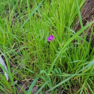 Vicia sativa at Albury - 28 Aug 2020