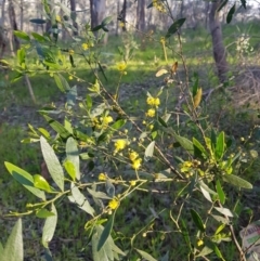 Acacia verniciflua (Varnish Wattle) at Albury, NSW - 27 Aug 2020 by erika