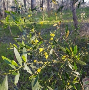 Acacia verniciflua at Albury, NSW - 28 Aug 2020 06:16 AM