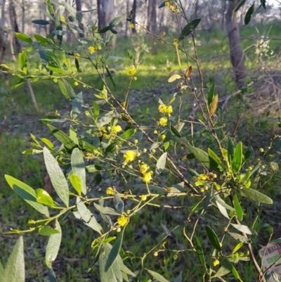 Acacia verniciflua (Varnish Wattle) at Albury - 27 Aug 2020 by erika