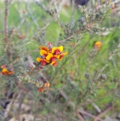 Dillwynia sericea (Egg And Bacon Peas) at Monument Hill and Roper Street Corridor - 27 Aug 2020 by erika