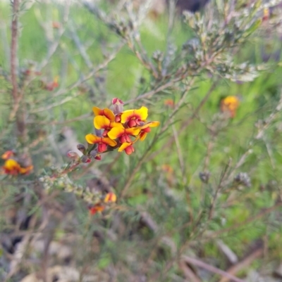 Dillwynia sericea (Egg And Bacon Peas) at Albury, NSW - 27 Aug 2020 by erika