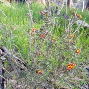 Dillwynia sericea at Albury - 28 Aug 2020