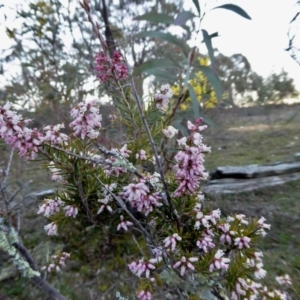 Lissanthe strigosa subsp. subulata at Yass River, NSW - 29 Aug 2020 05:31 PM