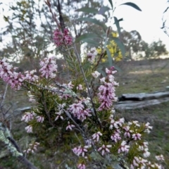 Lissanthe strigosa subsp. subulata (Peach Heath) at Yass River, NSW - 29 Aug 2020 by SenexRugosus
