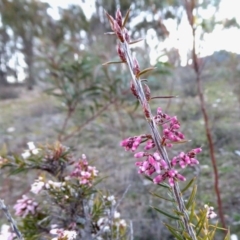 Lissanthe strigosa subsp. subulata at Yass River, NSW - 29 Aug 2020
