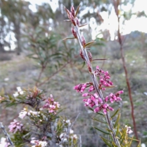 Lissanthe strigosa subsp. subulata at Yass River, NSW - 29 Aug 2020 05:31 PM