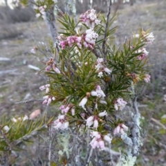 Lissanthe strigosa subsp. subulata at Yass River, NSW - 29 Aug 2020