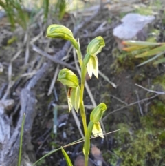 Bunochilus umbrinus (ACT) = Pterostylis umbrina (NSW) (Broad-sepaled Leafy Greenhood) at Point 5821 by shoko